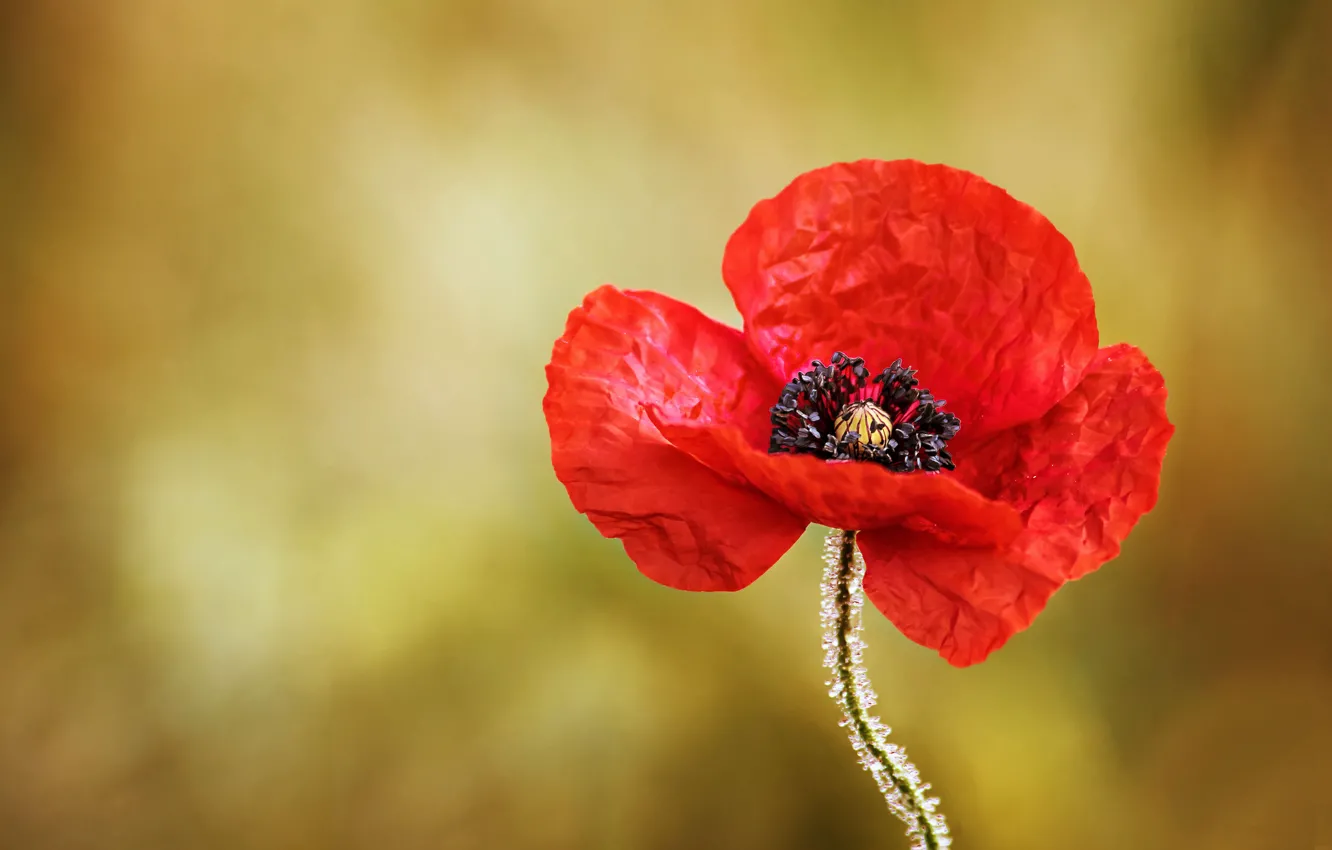 Photo wallpaper macro, Rosa, Mac