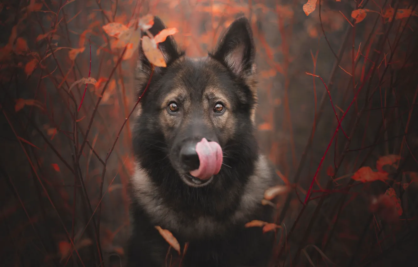 Photo wallpaper autumn, language, look, face, branches, dog, German shepherd