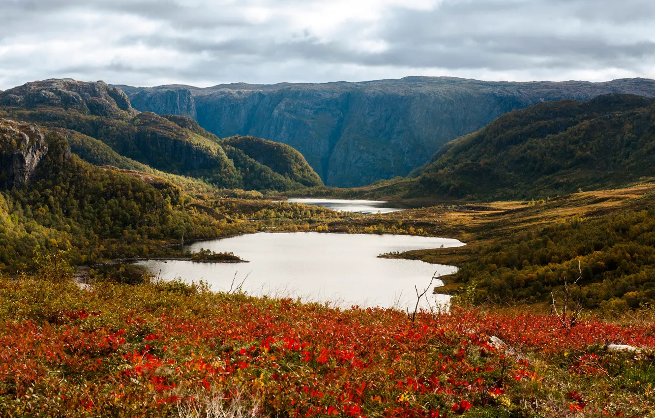 Photo wallpaper forest, the sky, grass, the sun, clouds, trees, mountains, lake