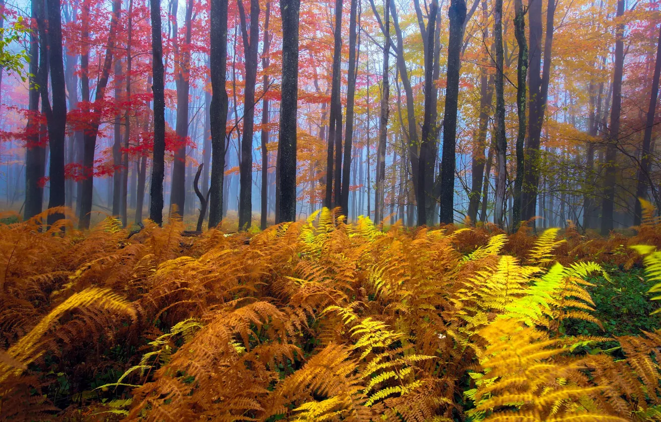 Photo wallpaper autumn, forest, trees, fern