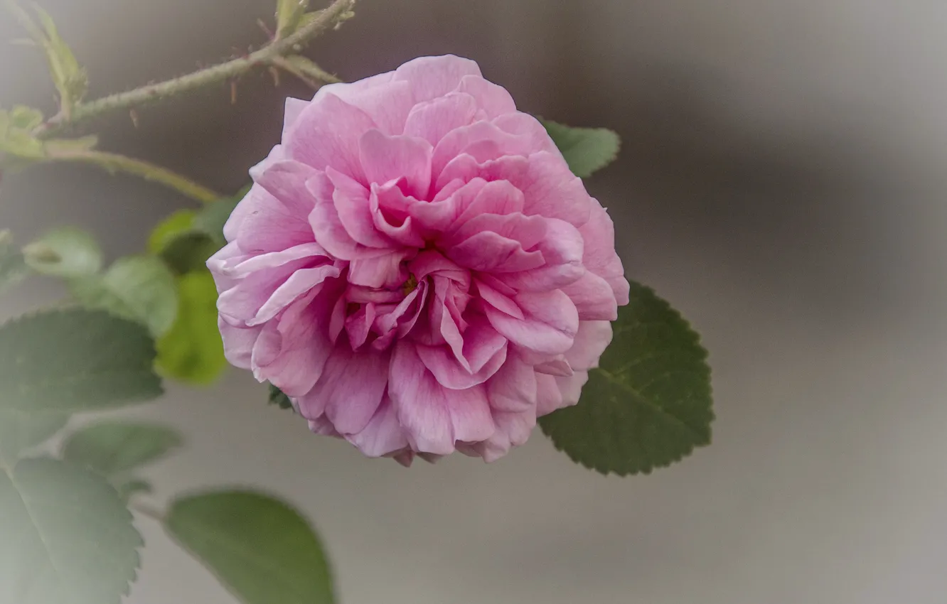 Photo wallpaper flower, pink, tenderness, peony