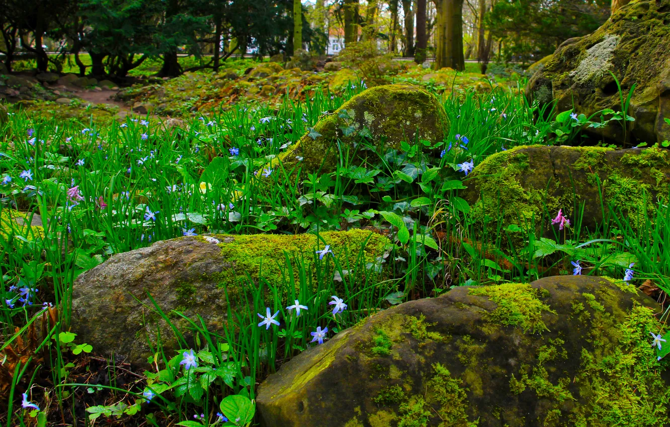Photo wallpaper stones, plant, moss
