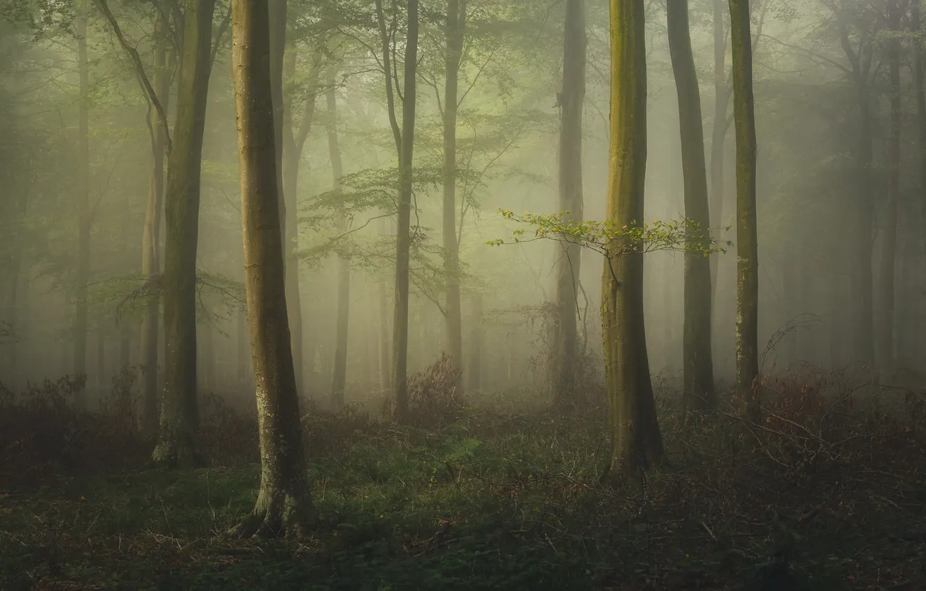 Photo wallpaper morning, nature, fog, trees, haze, branches, forest, trunk
