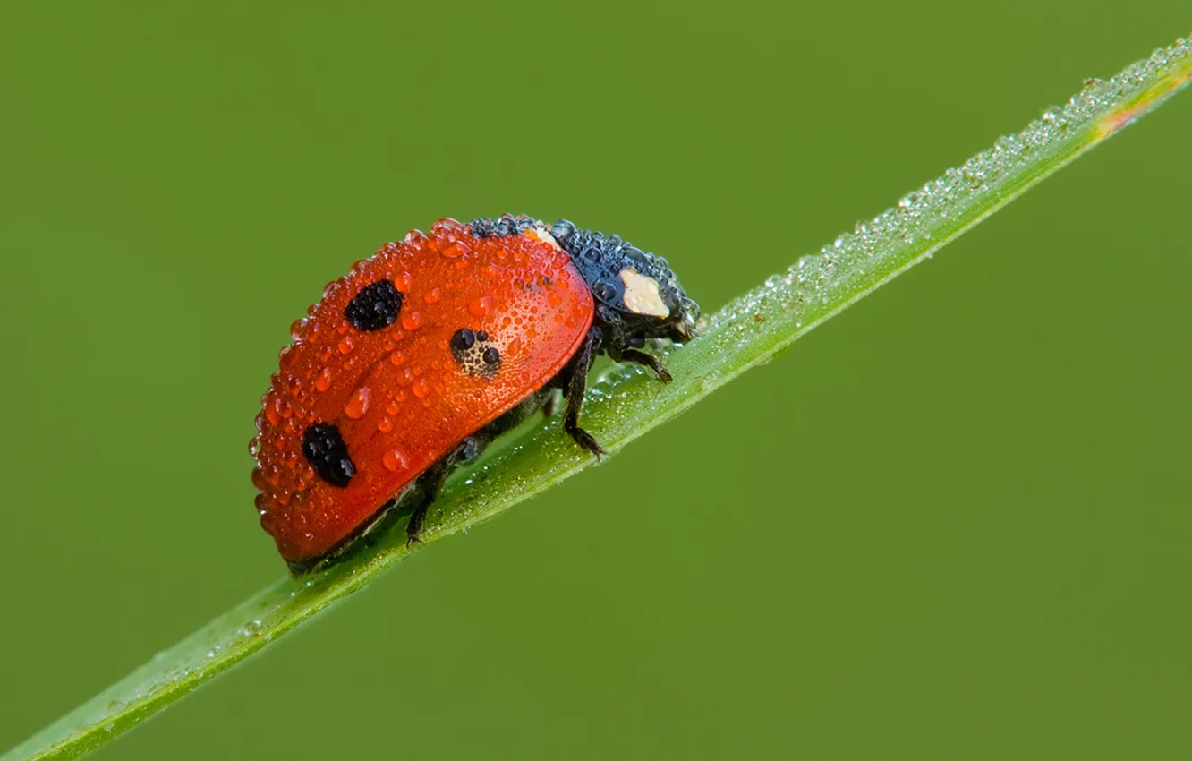 Photo wallpaper drops, ladybug, beetle, Red Climber