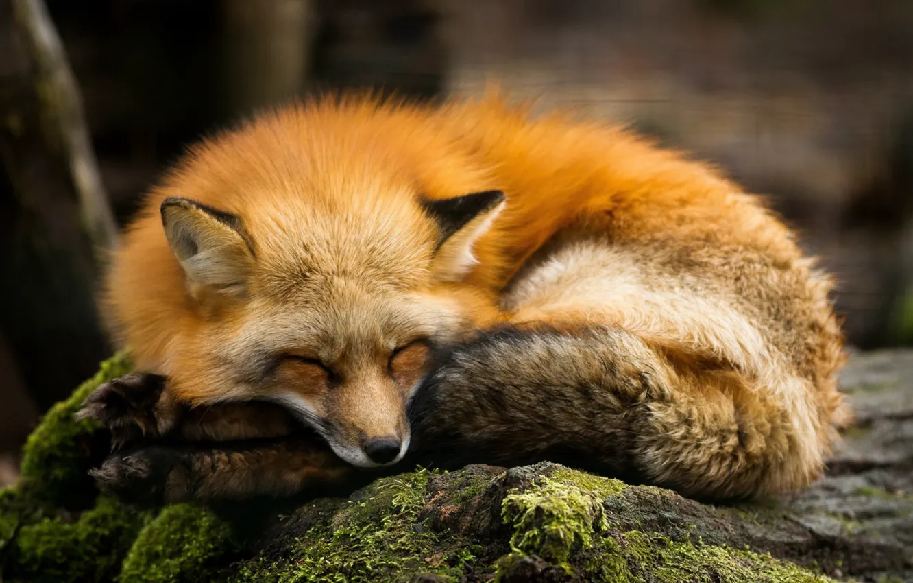 Photo wallpaper animal, wildlife, Red Fox