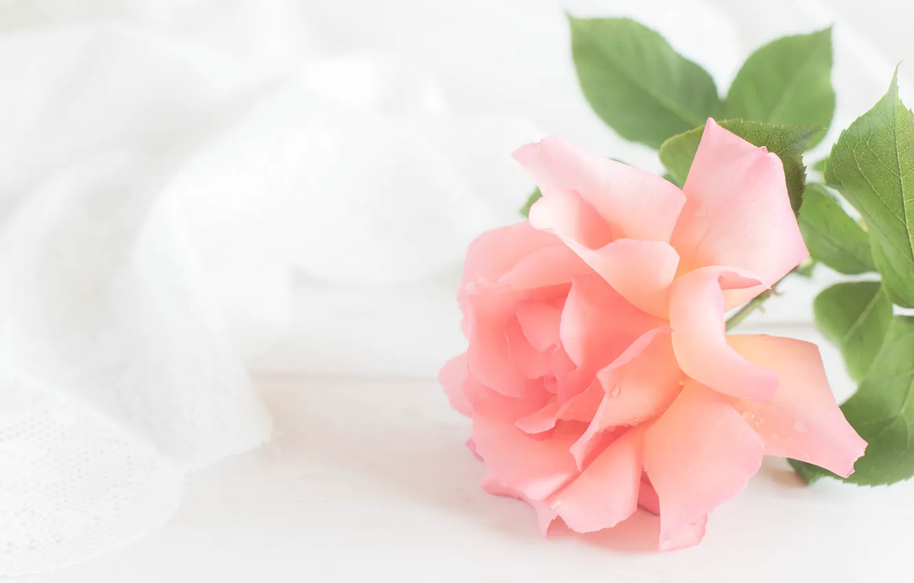 Photo wallpaper tenderness, roses, pink