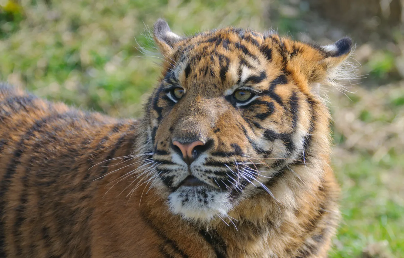 Photo wallpaper cat, look, face, tiger, cub, kitty, tiger, Amur