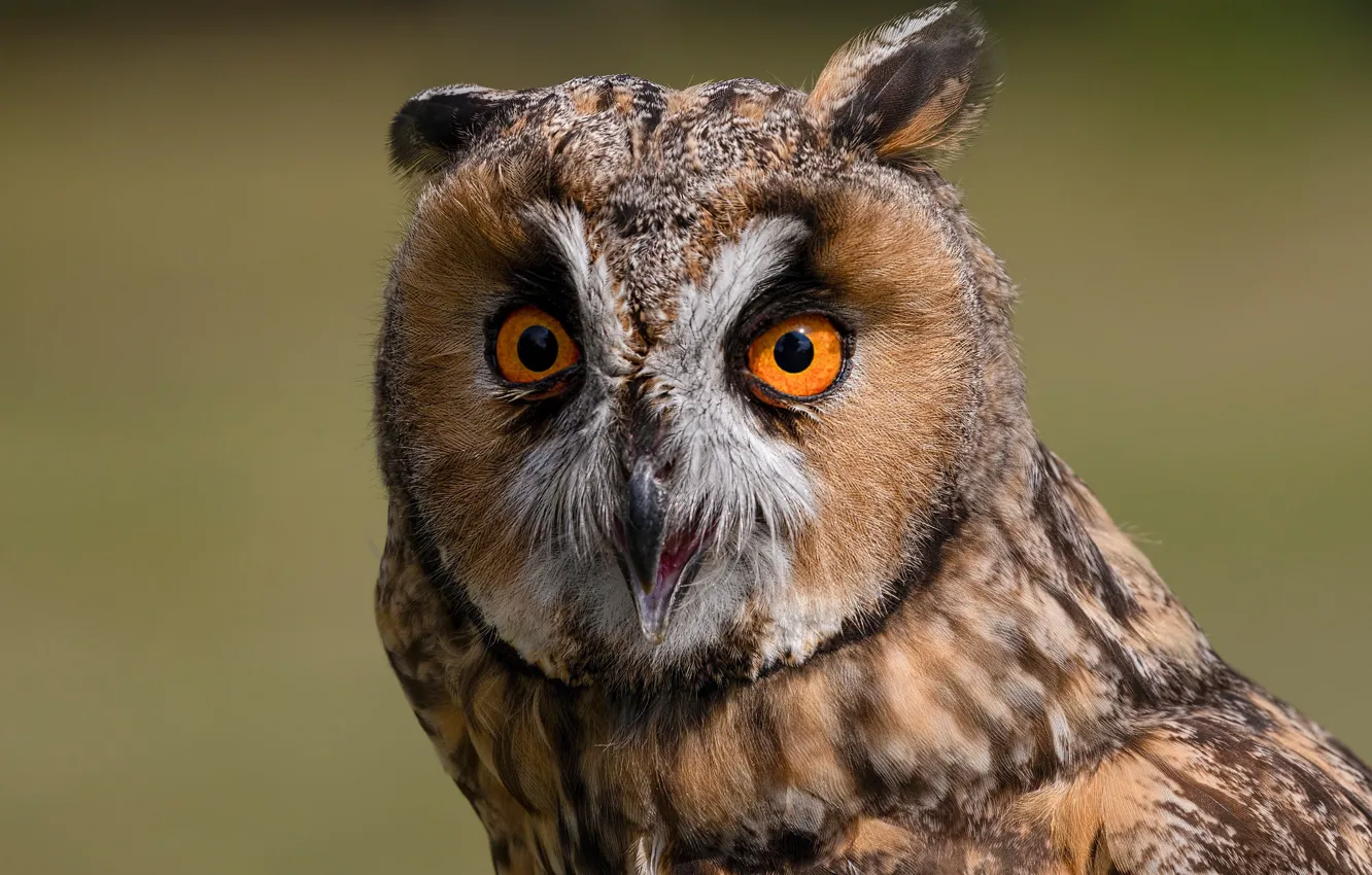 Photo wallpaper look, Long-eared owl, background, owl, bird