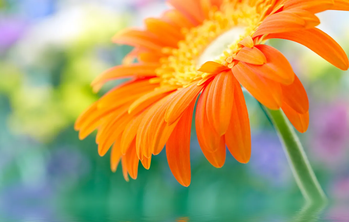 Photo wallpaper water, flowers, stem, gerbera