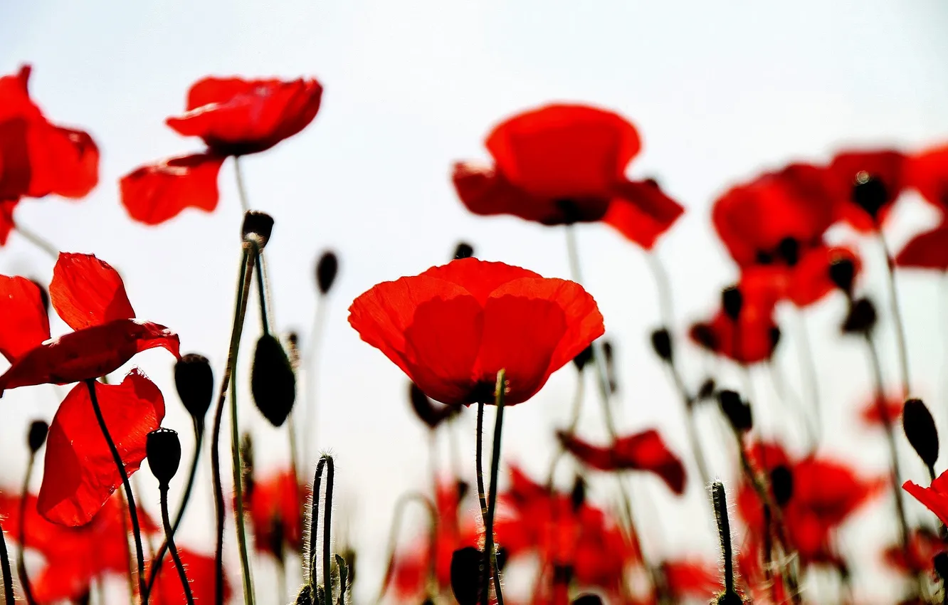 Photo wallpaper flowers, background, Maki