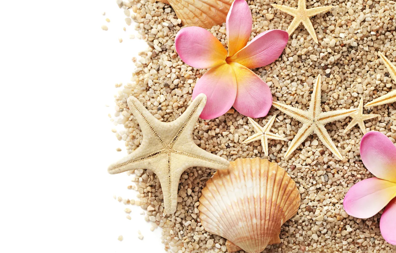 Photo wallpaper flowers, pebbles, starfish