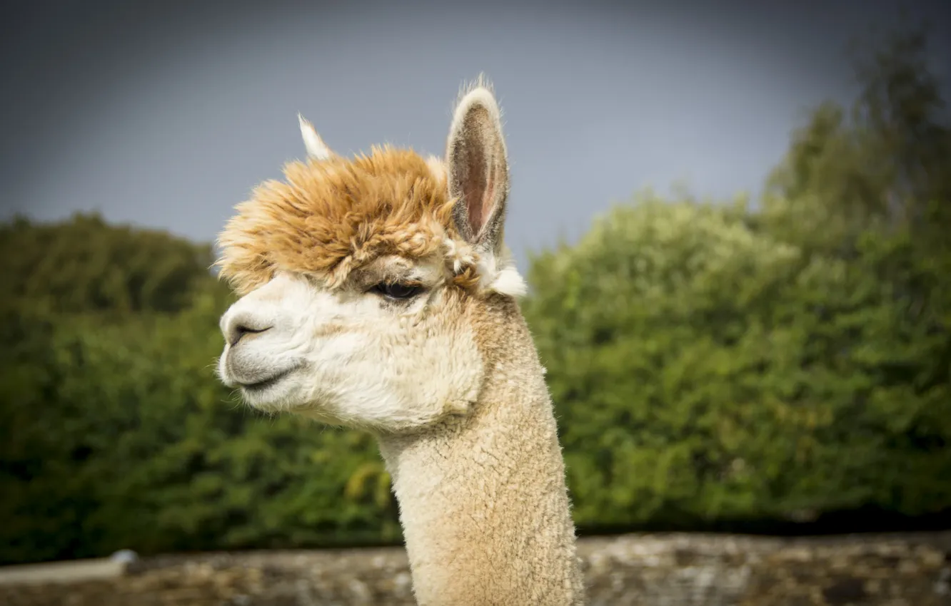 Photo wallpaper animal, wool, ears, Lama