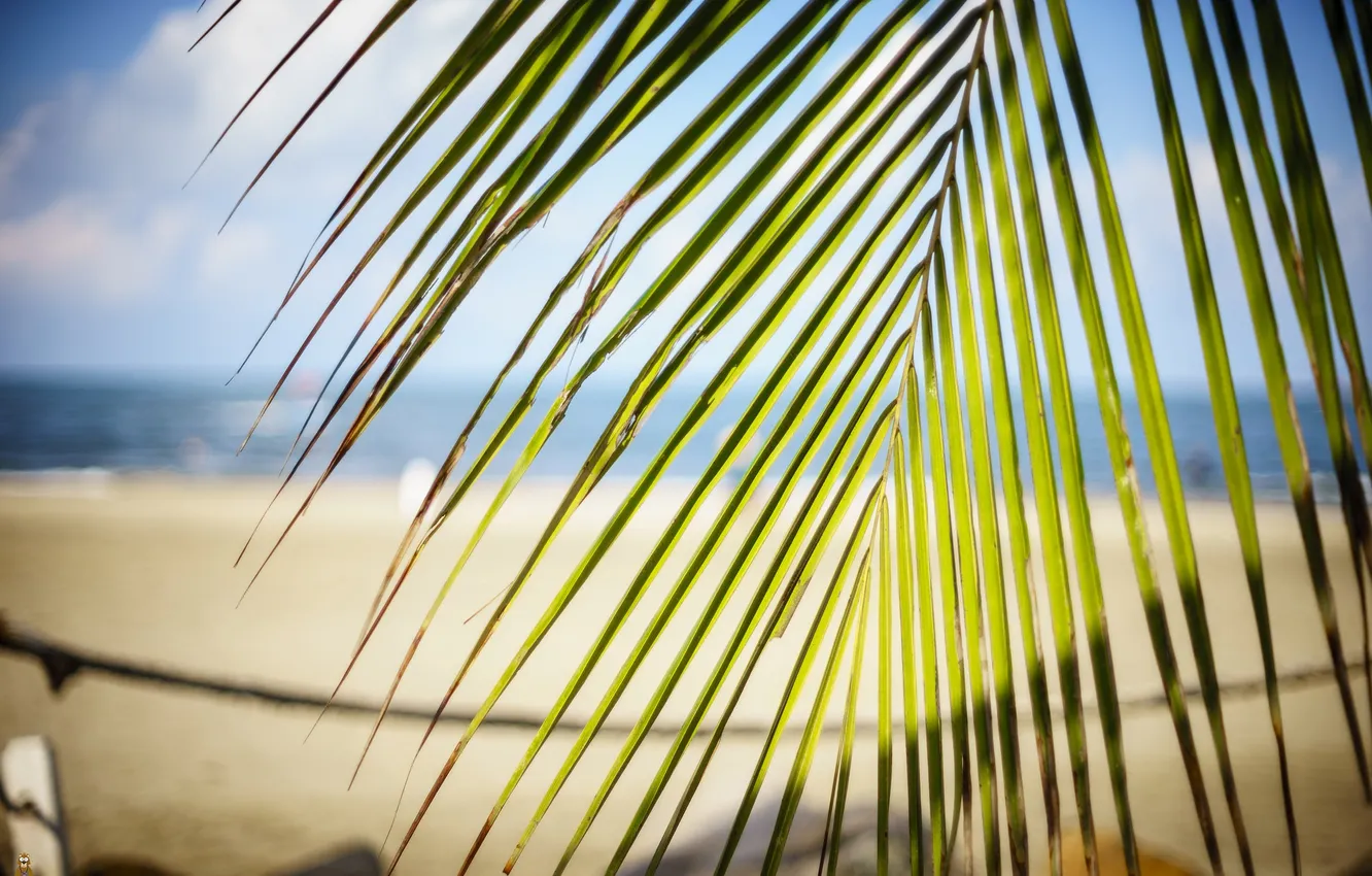 Photo wallpaper summer, leaves, palm trees