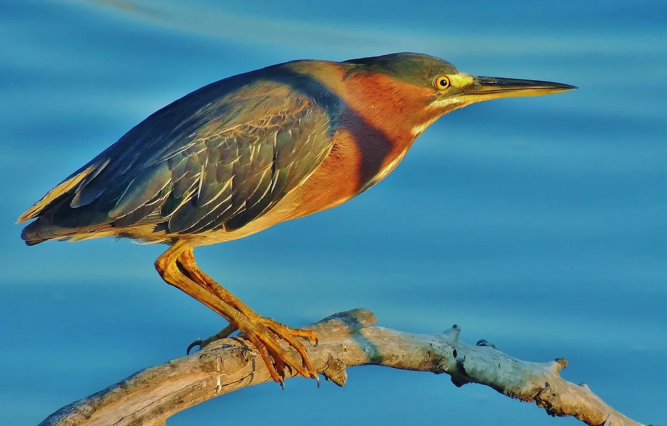 Photo wallpaper water, branches, bird, beak