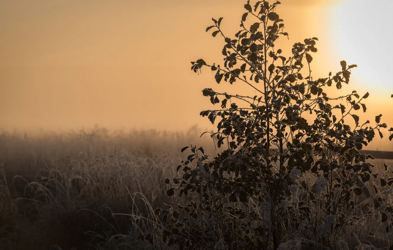 Photo wallpaper field, autumn, morning