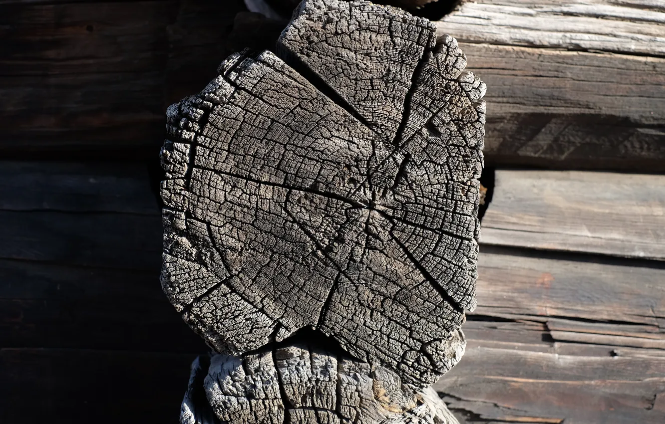 Photo wallpaper trees, cracked, hut, timber