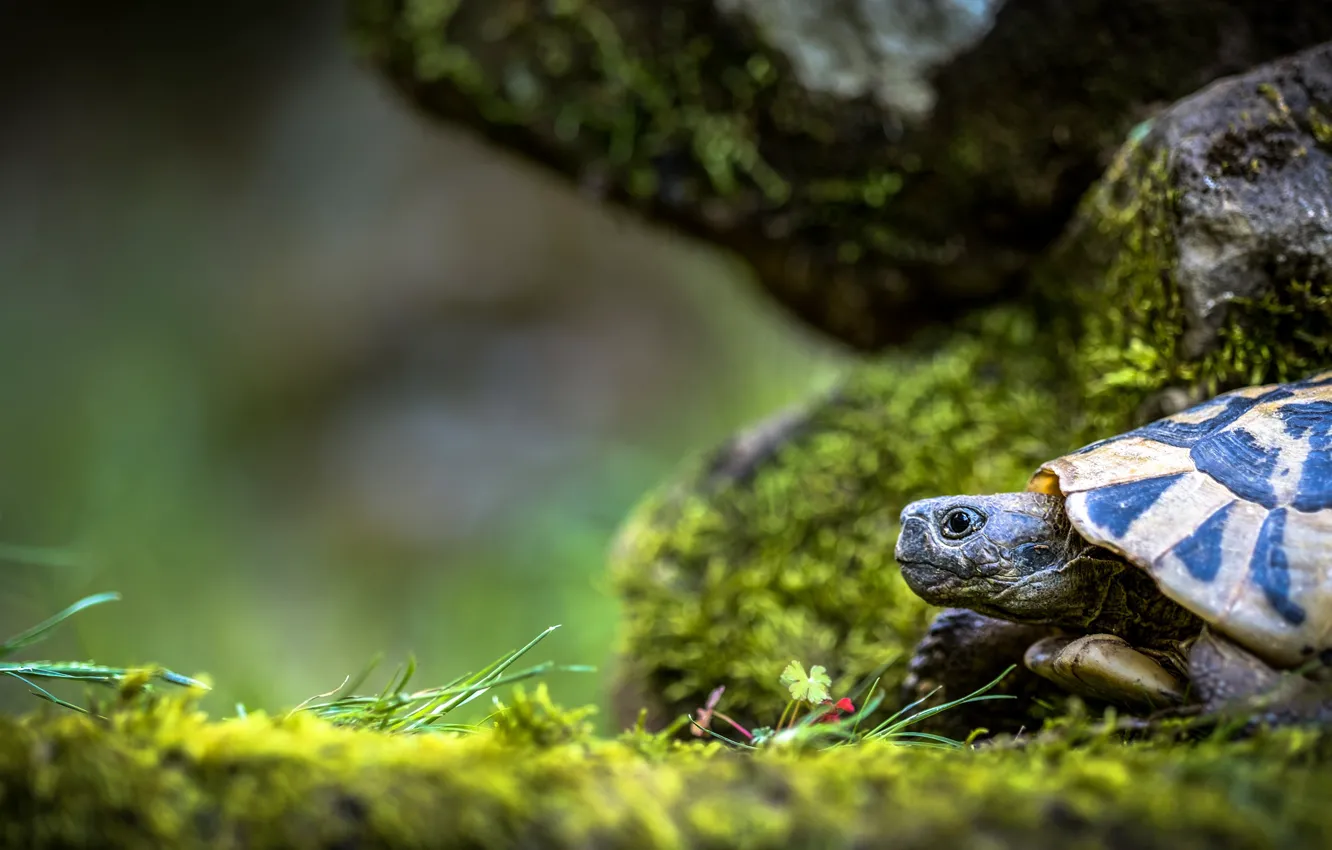 Photo wallpaper greens, look, face, nature, stones, background, turtle, portrait