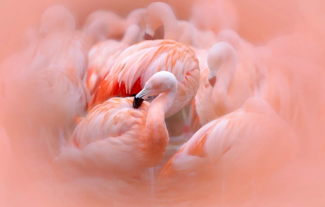 Photo wallpaper bird, pink, Flamingo