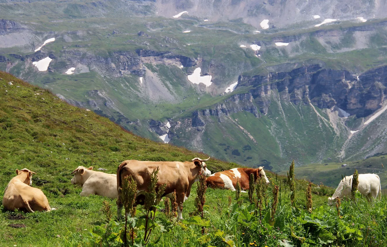 Photo wallpaper greens, mountains, hills, stay, glade, cows, slope, Alps