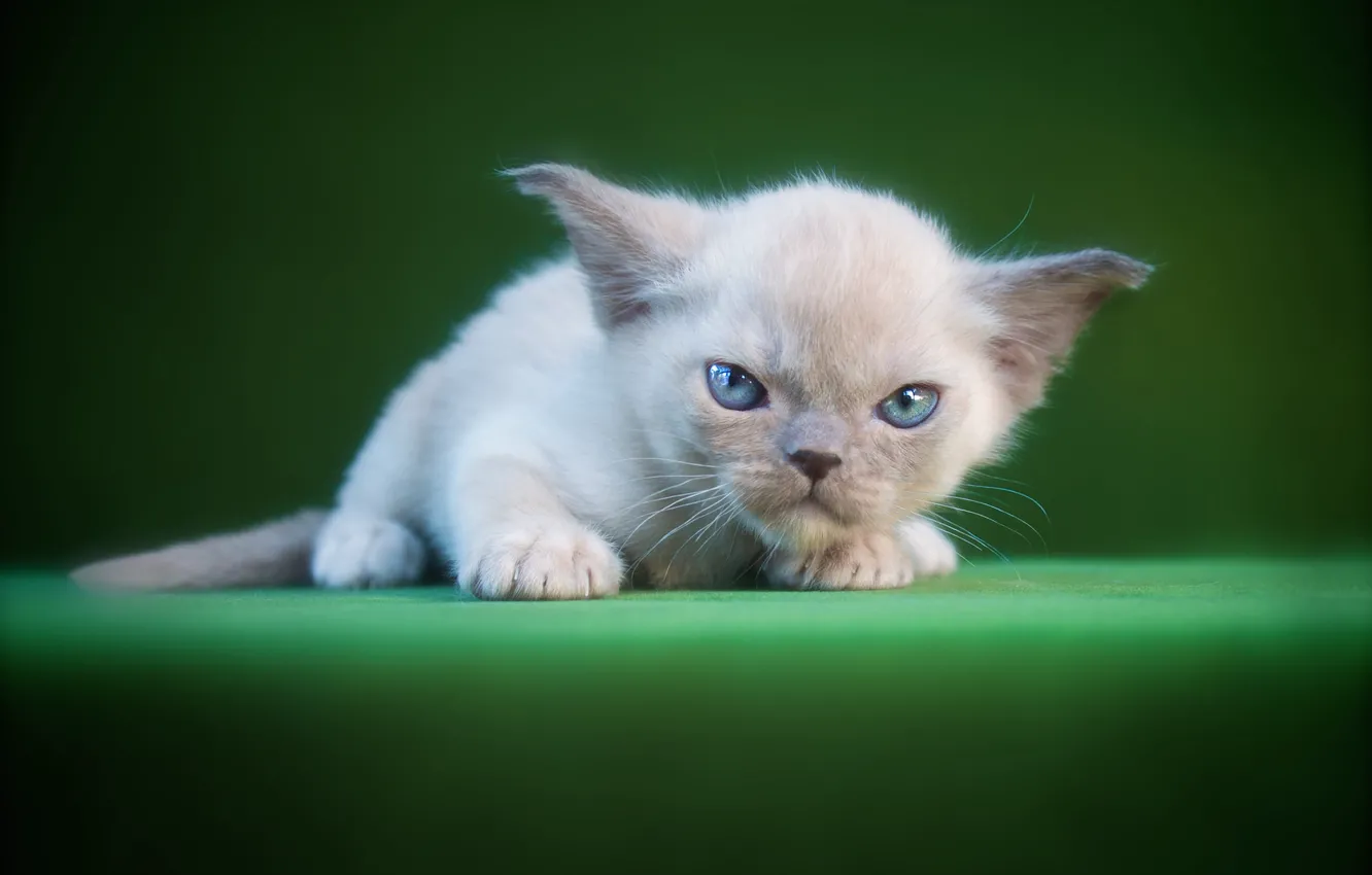 Photo wallpaper cat, look, pose, kitty, face, Gremlins, Oriental, Oriental cat