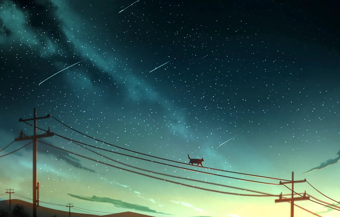 Photo wallpaper cat, power lines, shooting stars