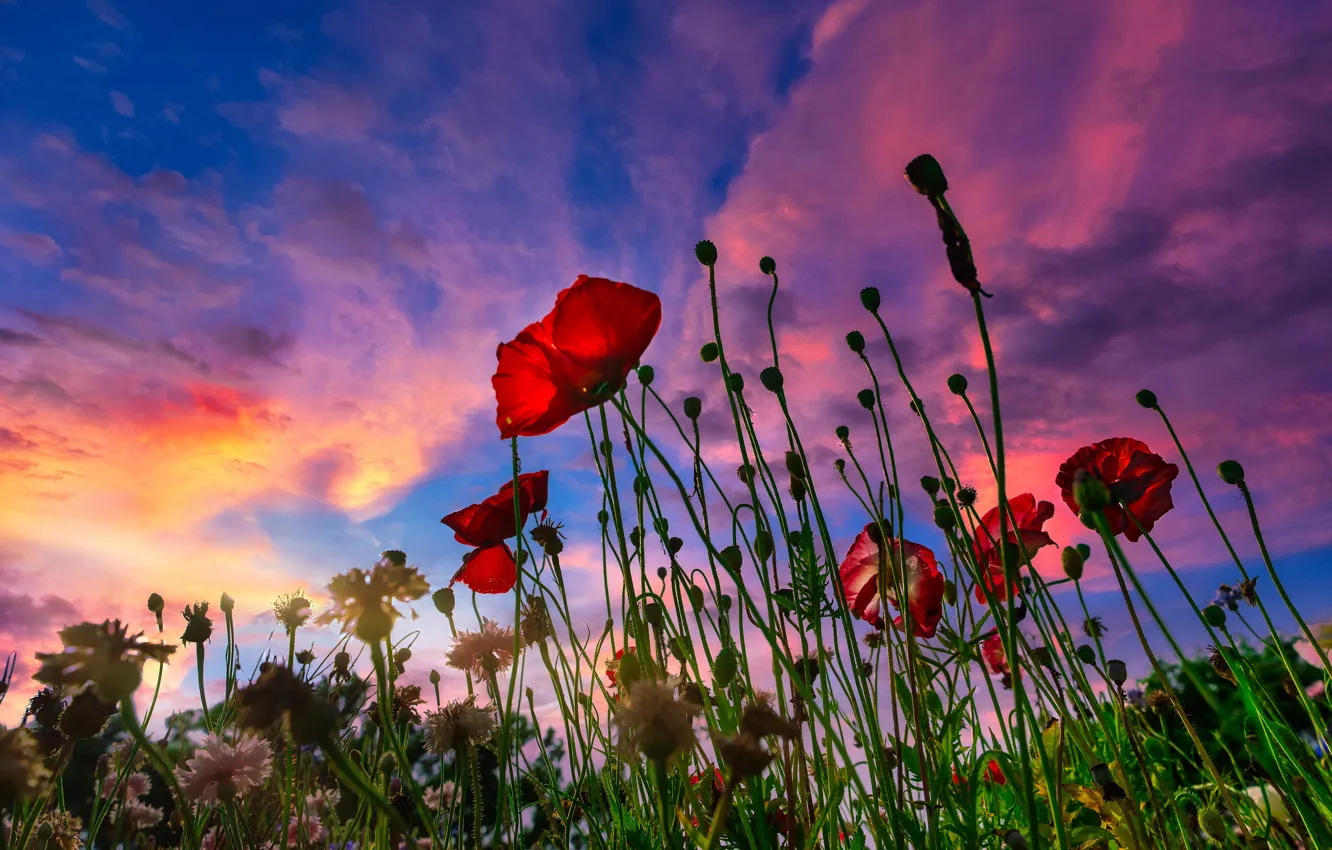 Photo wallpaper field, summer, clouds, sunset, flowers, red, nature, blue