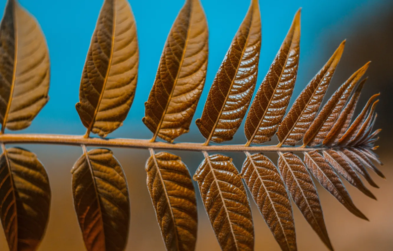 Photo wallpaper leaves, nature, foliage, leaf, leaves, bokeh, Wallpaper for desktop, screensavers for your desktop