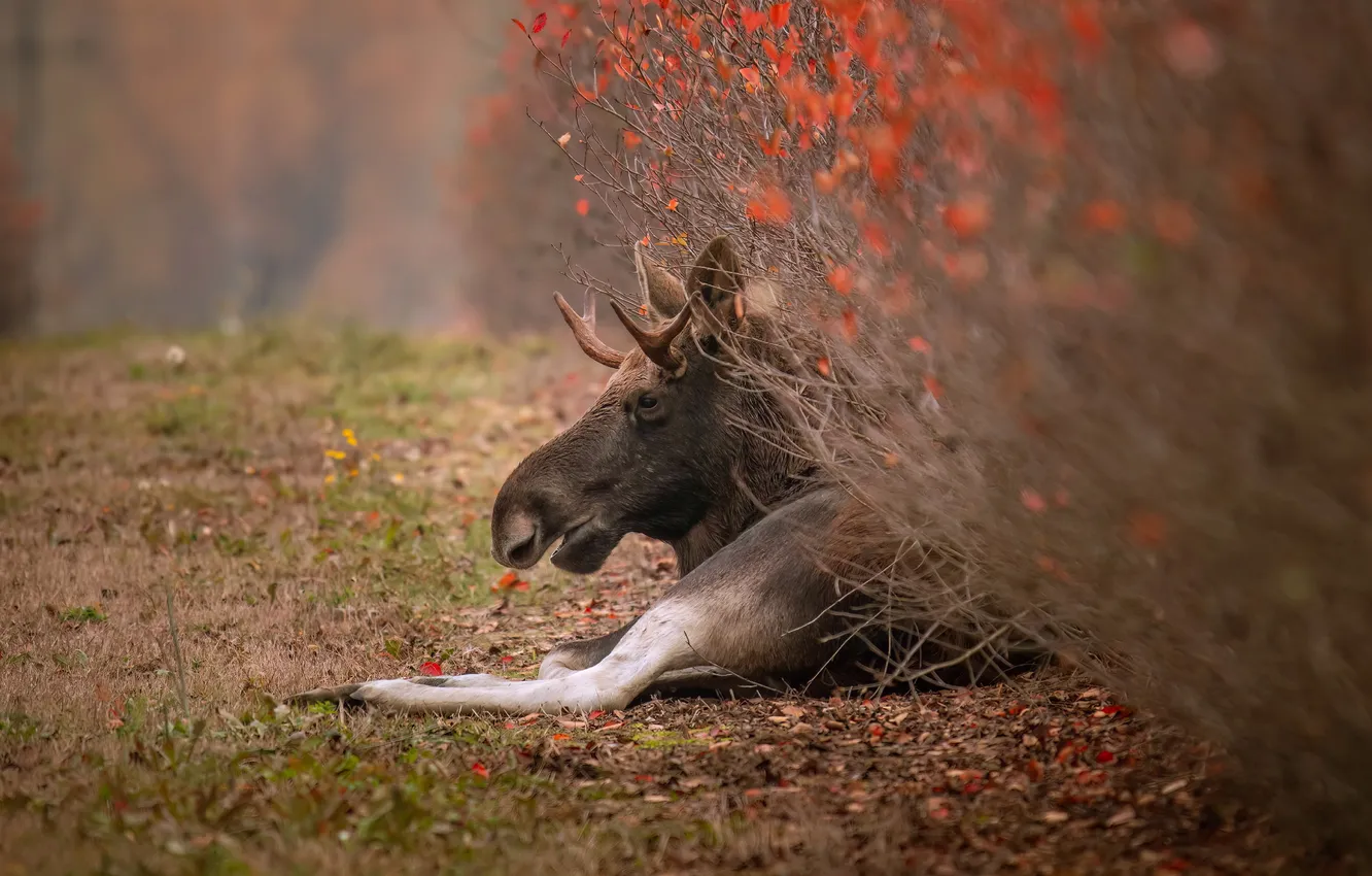 Photo wallpaper autumn, nature, moose