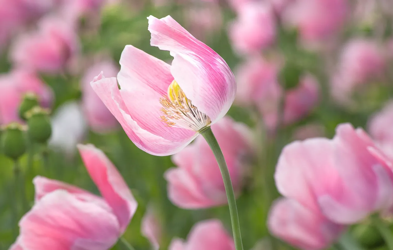 Photo wallpaper flowers, Mac, flowering