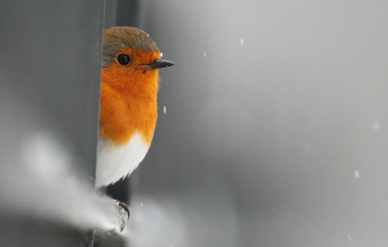 Photo wallpaper snow, bird, the fence, Peeps, Robin