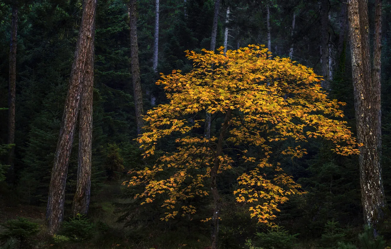 Photo wallpaper autumn, forest, trees, maple, yellow foliage