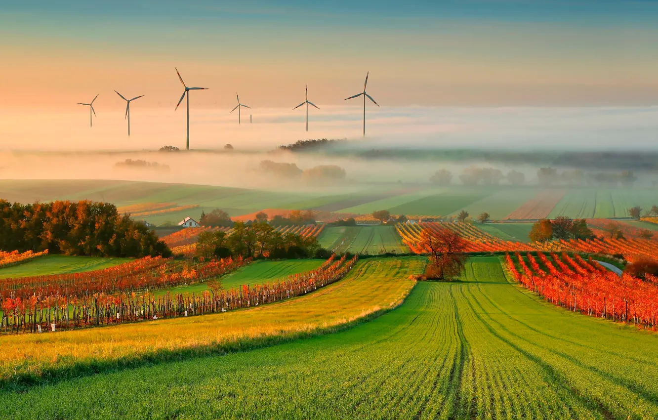 Photo wallpaper autumn, fog, vineyard