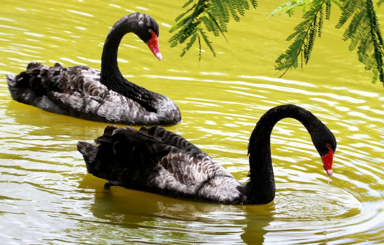 Photo wallpaper lake, swans, black swans