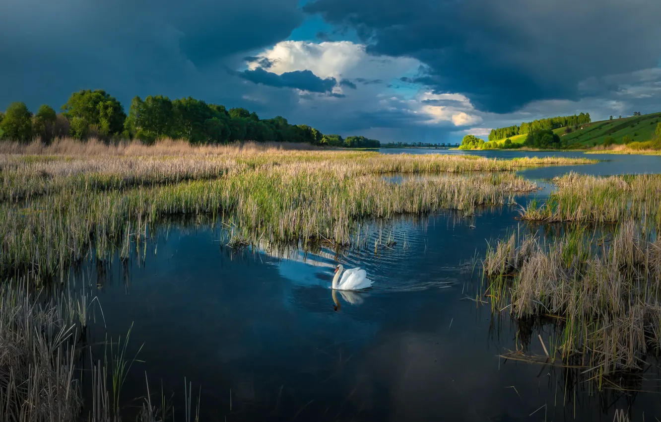 Photo wallpaper lake, blue, swans, pond
