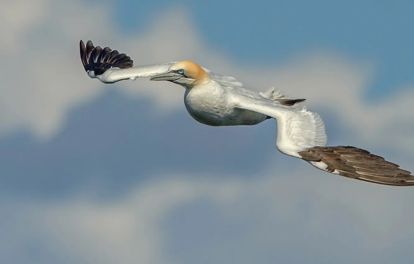 Photo wallpaper flight, bird, wings, the Northern Gannet