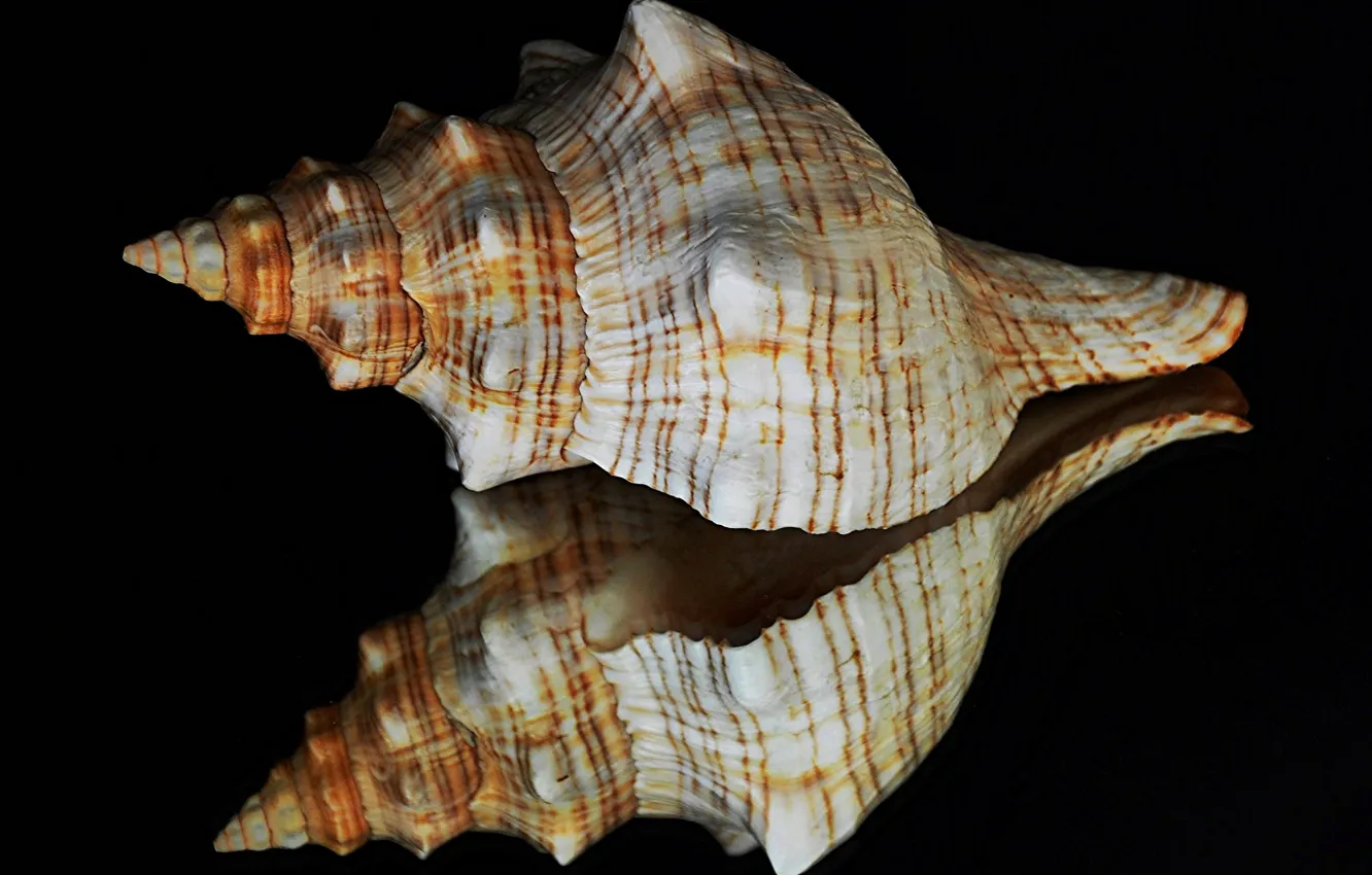 Photo wallpaper reflection, sink, shell