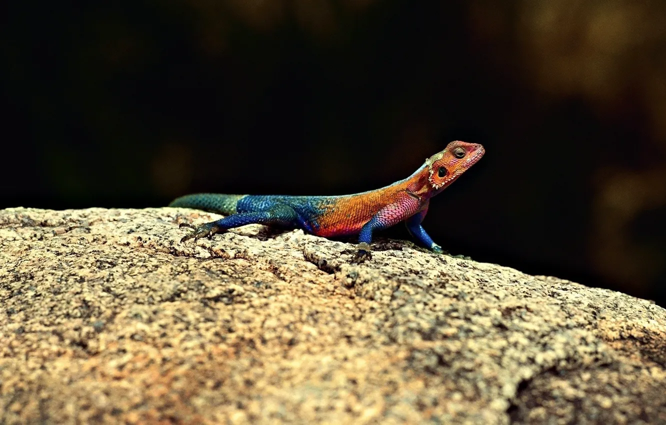 Photo wallpaper macro, stones, lizard, reptile