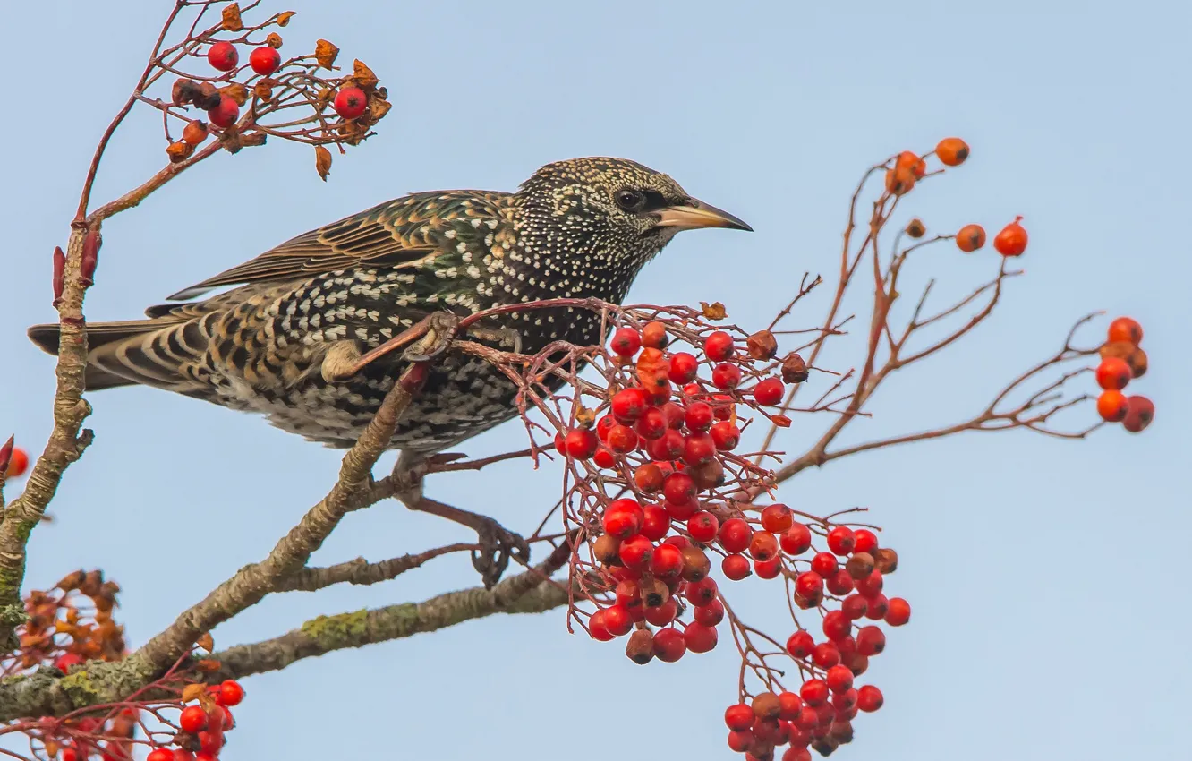 Photo wallpaper berries, bird, Rowan, Starling