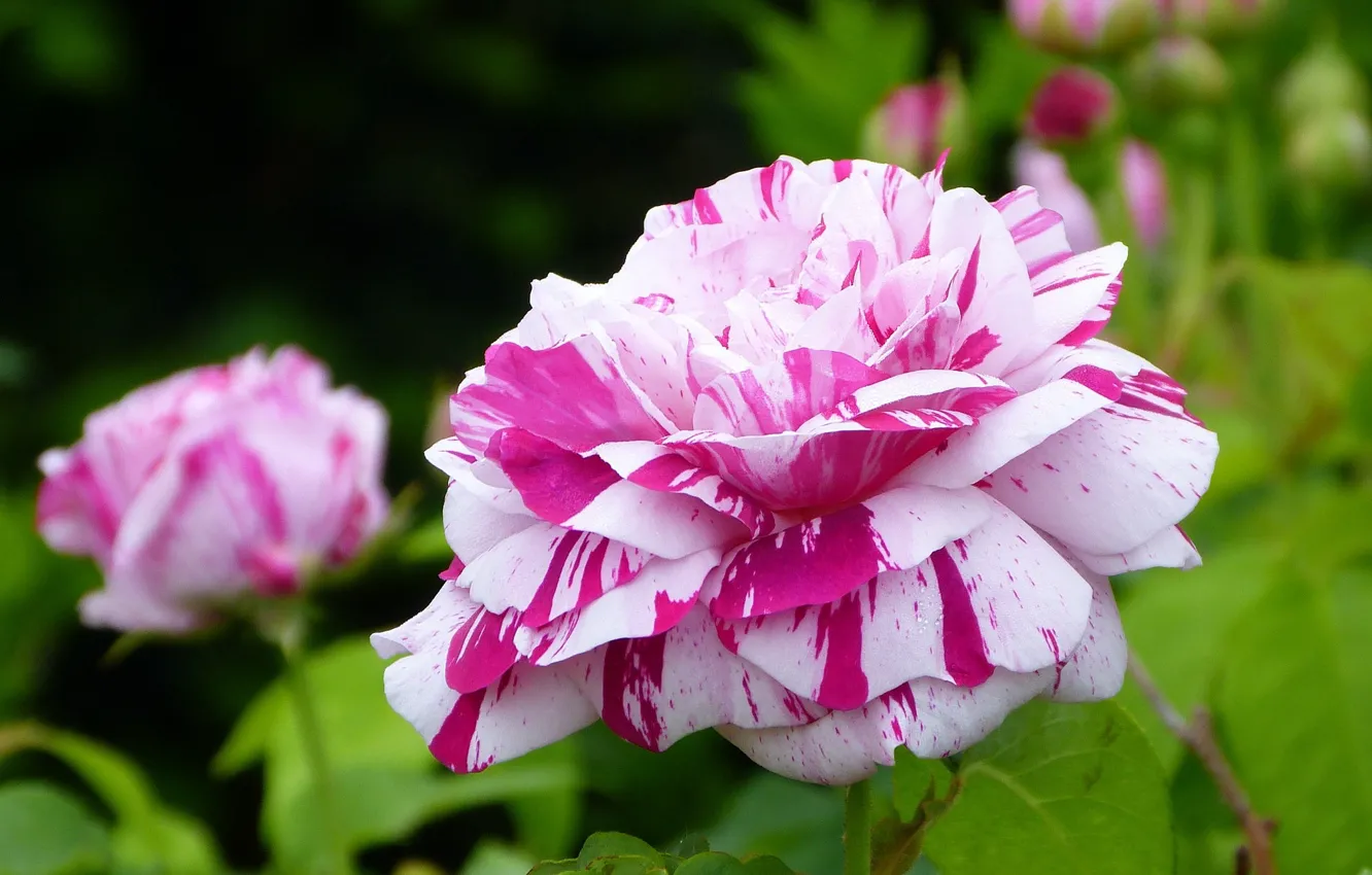 Photo wallpaper roses, lush, motley