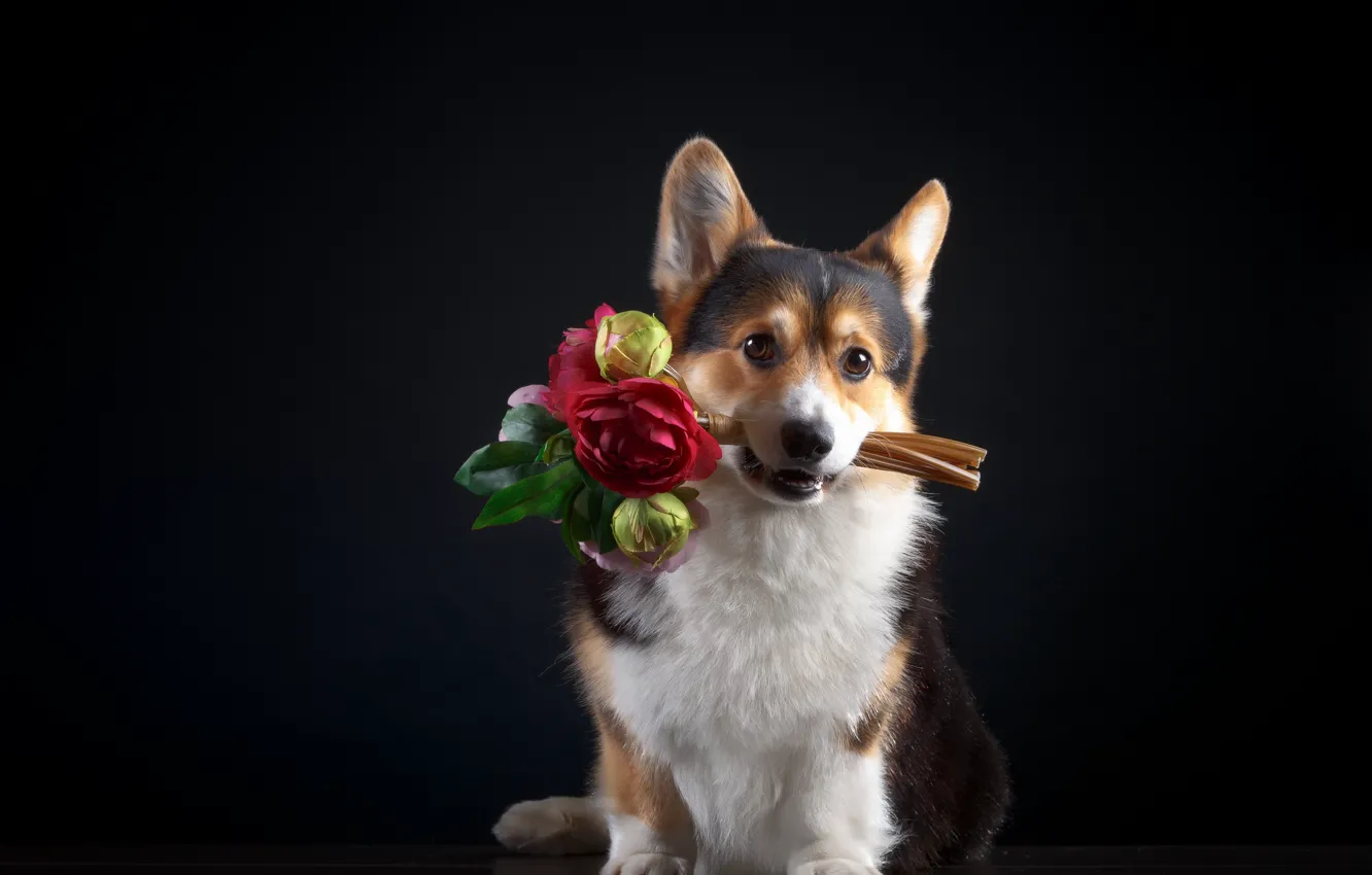 Photo wallpaper flowers, dog, bouquet, puppy