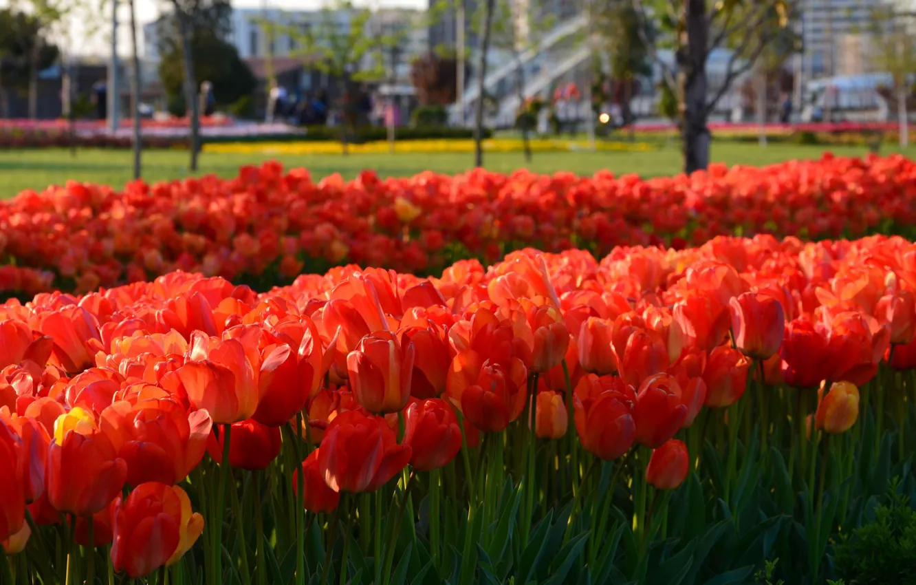 Photo wallpaper flowers, spring, tulips, flowering