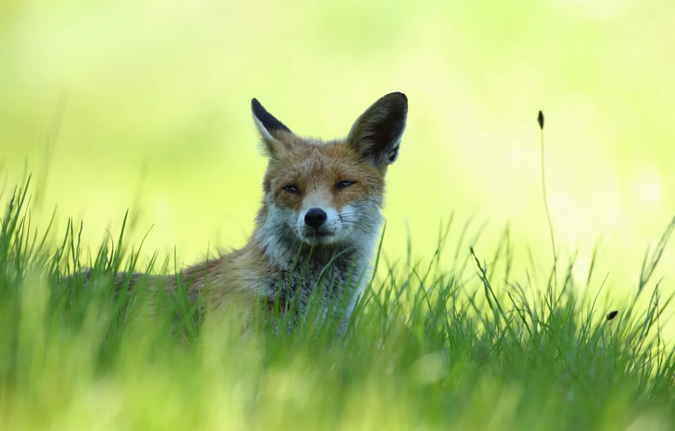 Photo wallpaper grass, stay, shadow, Fox, lies, red