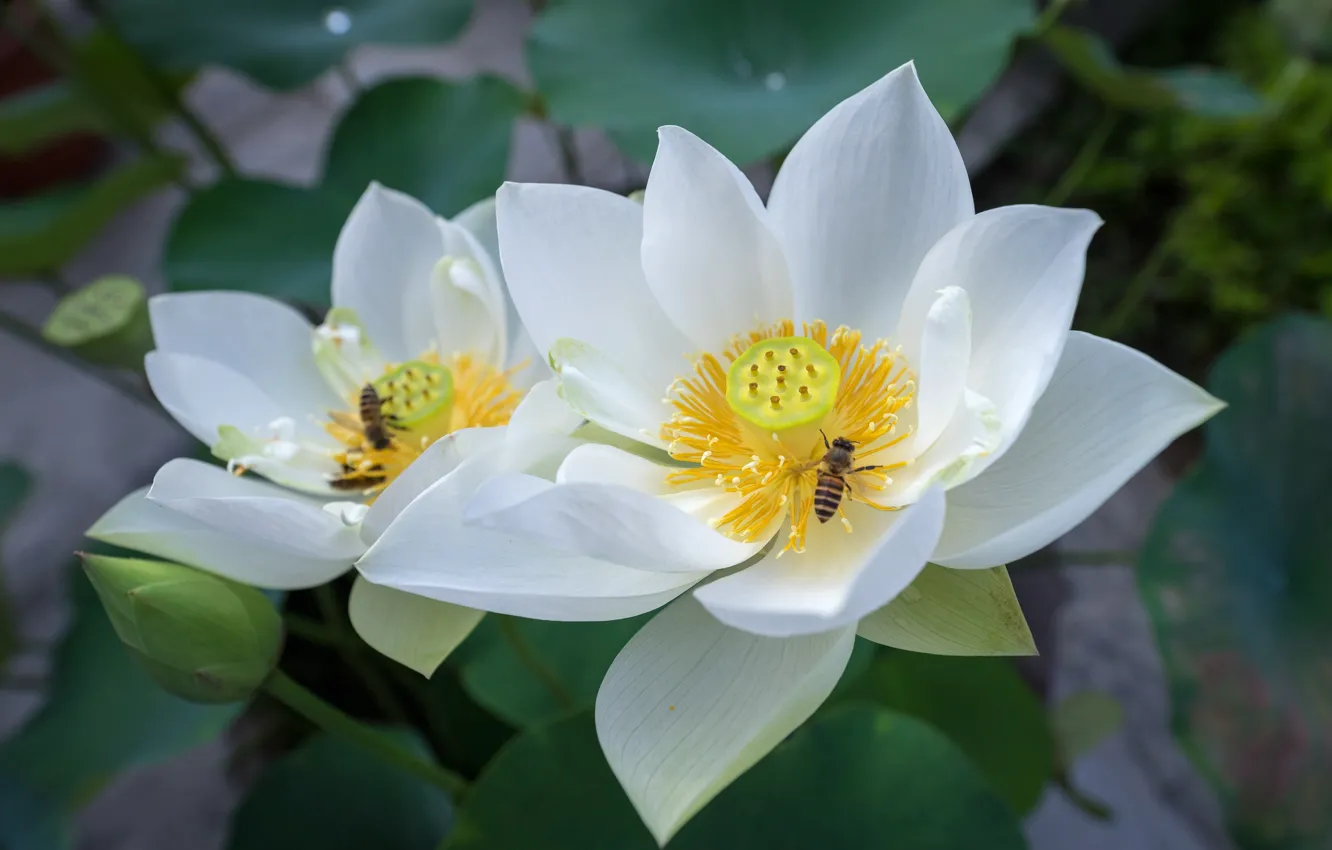 Photo wallpaper flowers, Lotus, white
