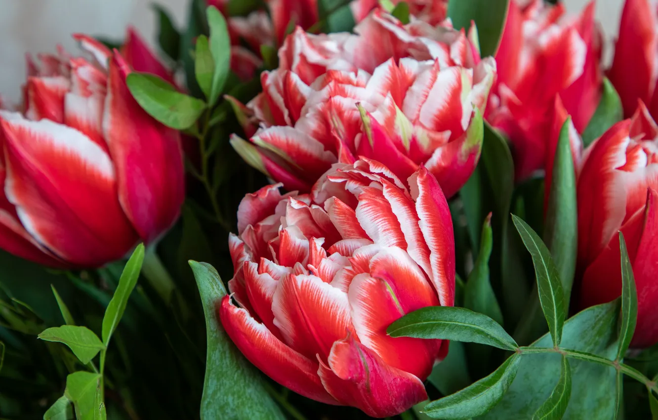 Photo wallpaper macro, flowers, bouquet, tulips, red, buds, striped, two-tone