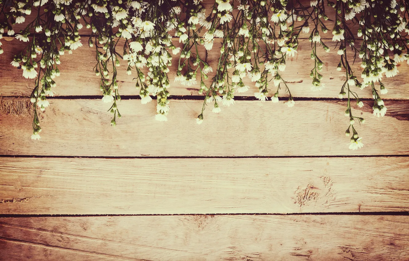 Photo wallpaper flowers, spring, white, white, wood, blossom, flowers, spring