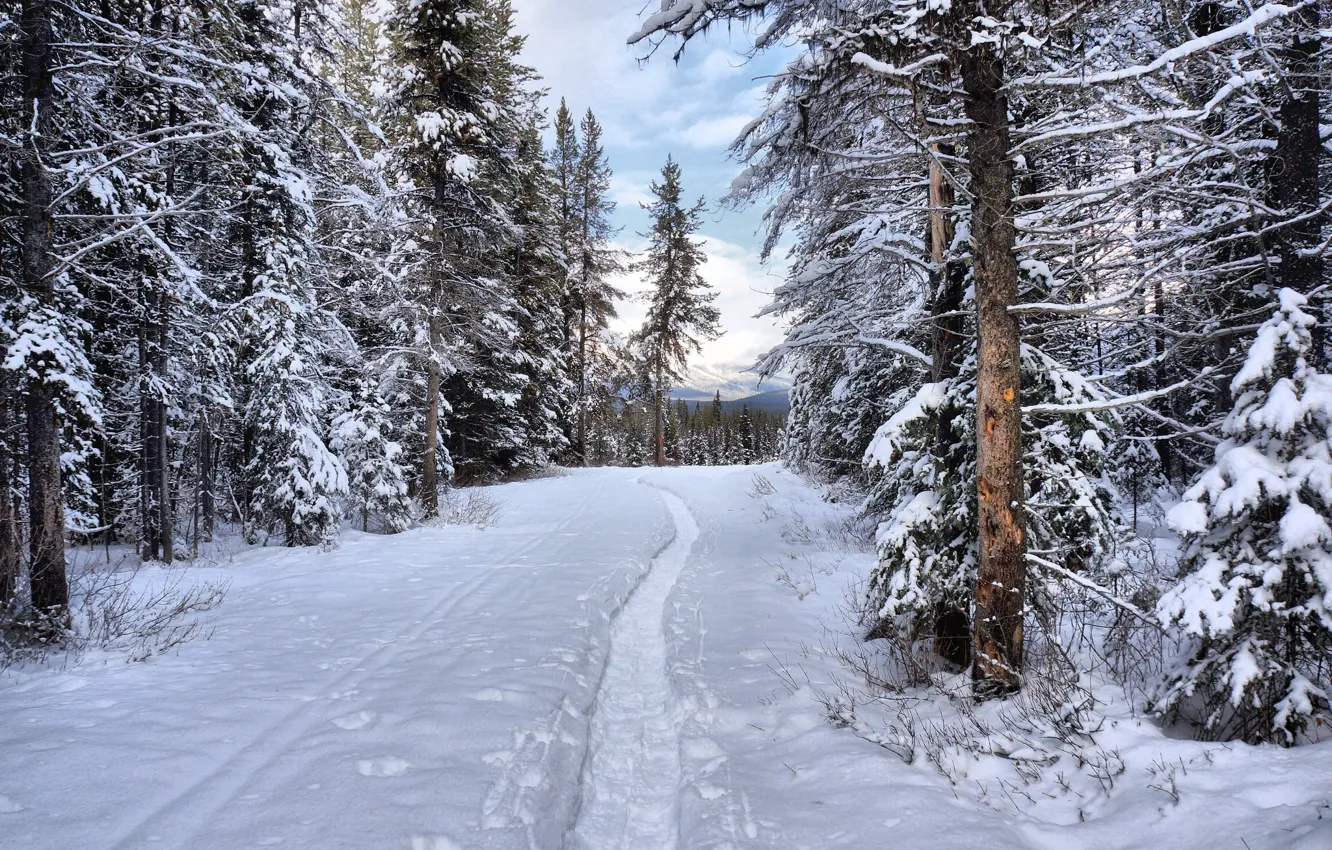 Photo wallpaper winter, forest, snow