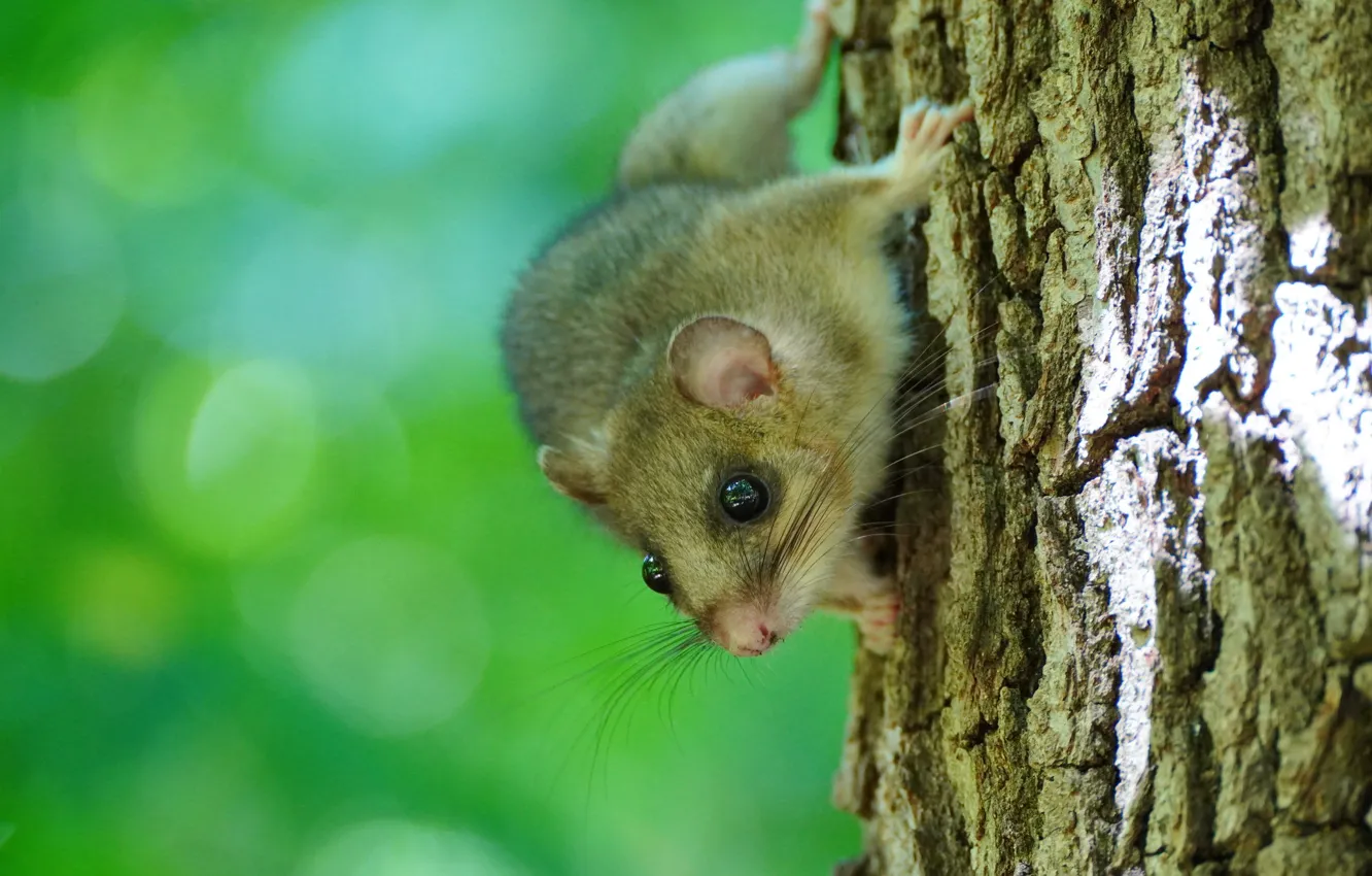 Photo wallpaper look, trees, mouse, mouse, muzzle, bark, on the tree, green background