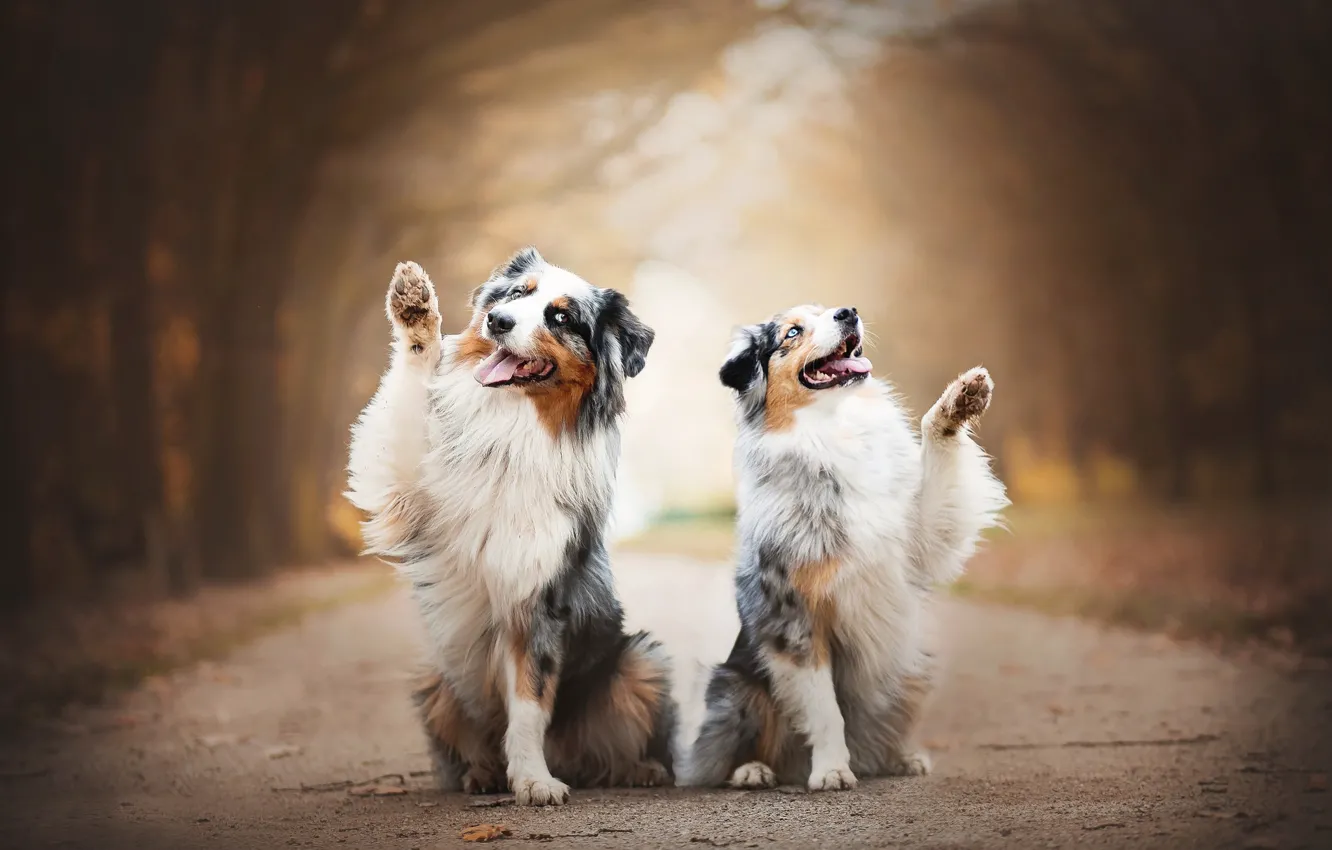 Photo wallpaper joy, a couple, bokeh, two dogs, Australian shepherd, Aussie