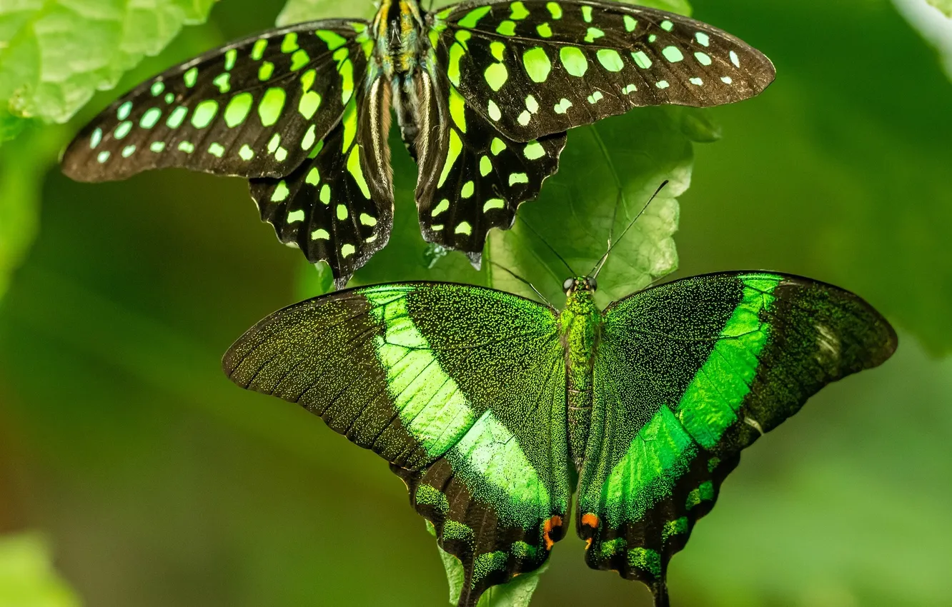 Photo wallpaper butterfly, wings, beautiful, green leaf