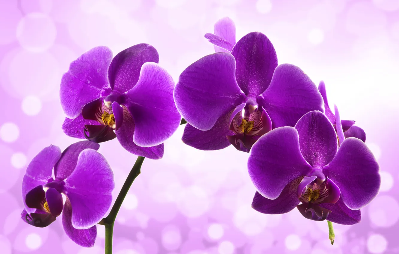 Photo wallpaper flowers, flowering, lilac, Orchid